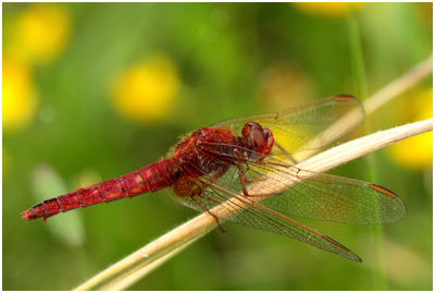 Crocothemis erythraea femelle androchrome